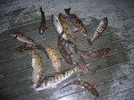 blogP1030126.jpg